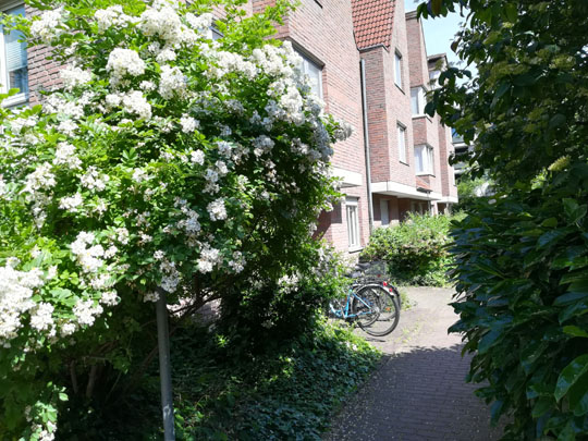 Zwischenmiete Braunsfeld